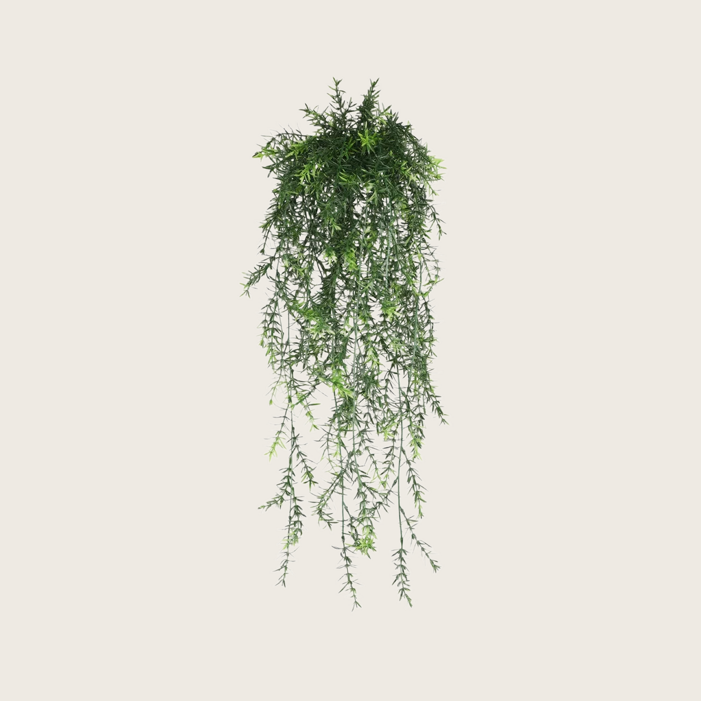 HANGING PLANTS