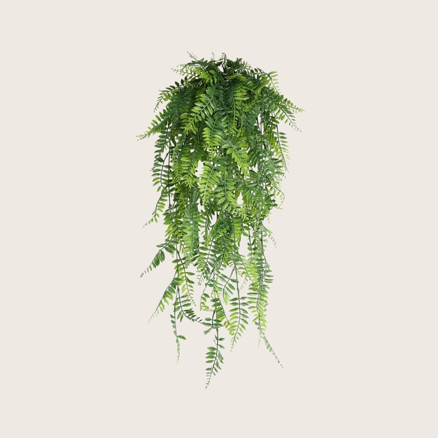 HANGING PLANTS
