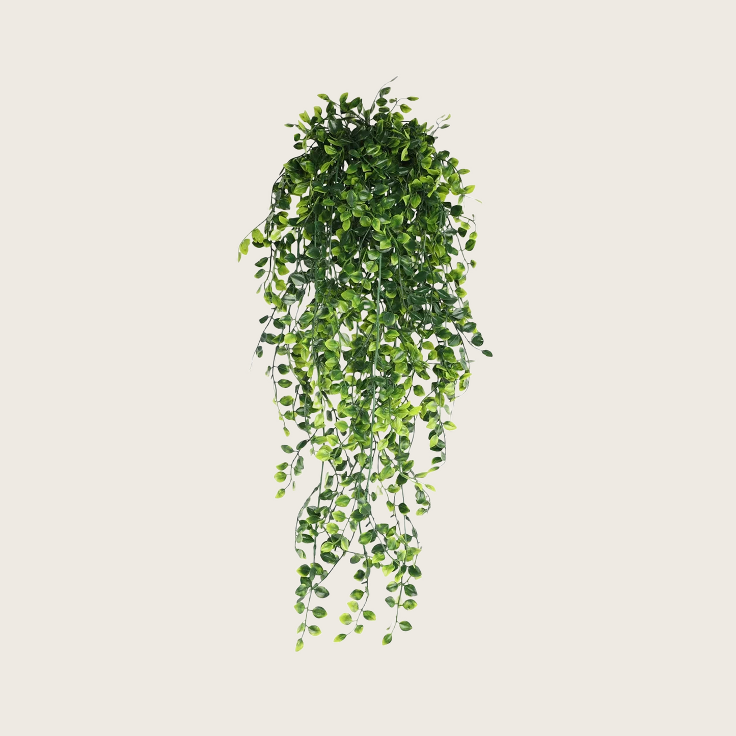 HANGING PLANTS