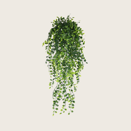 HANGING PLANTS